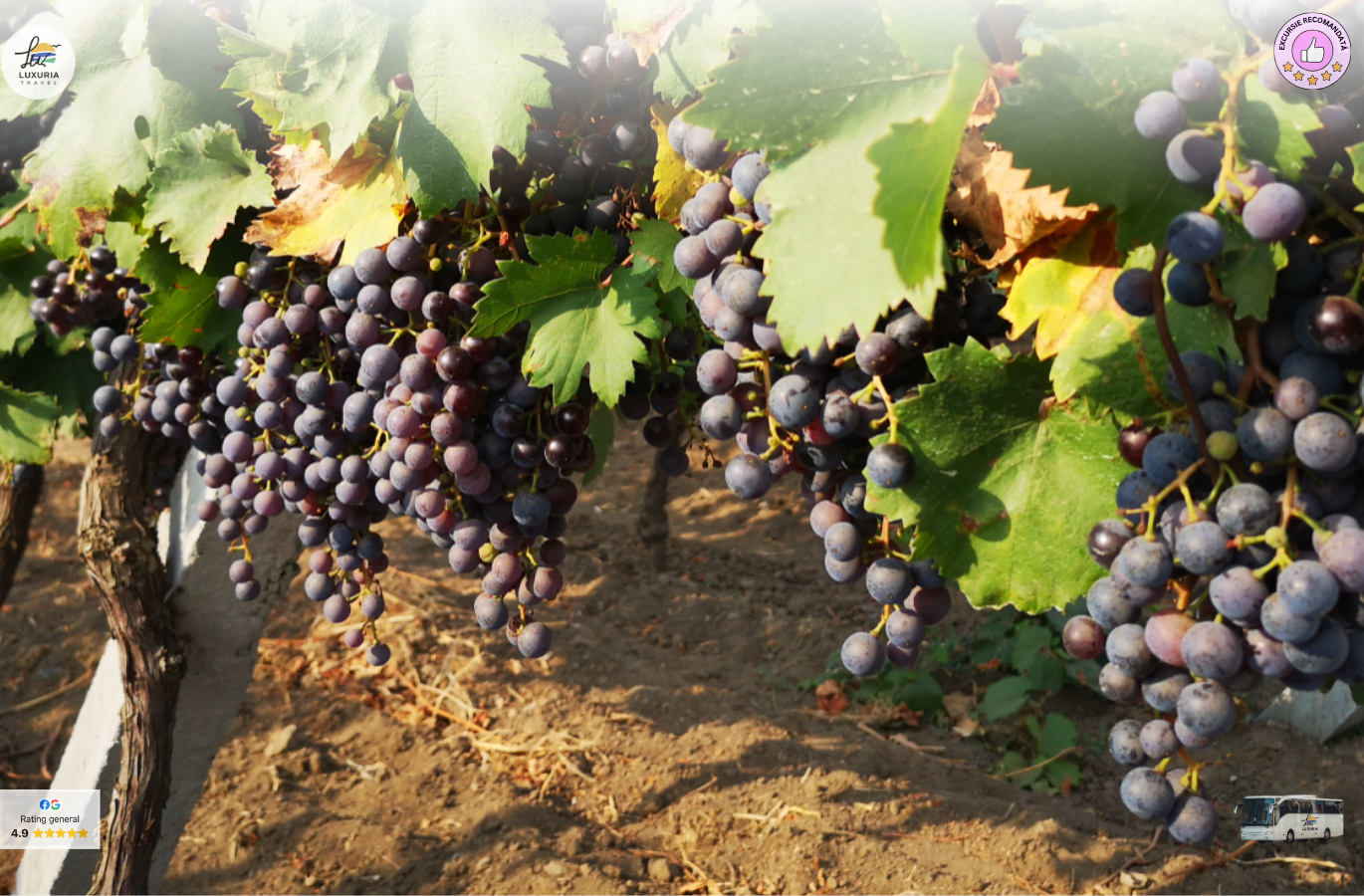 Excursie de o zi in Podgoria Murfatlar – vin, traditie si povesti dobrogene - foto 1