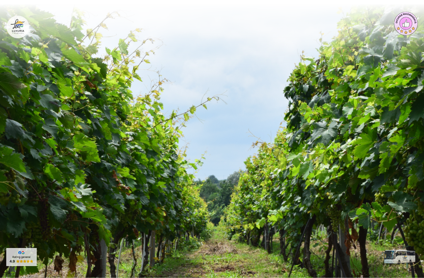 Excursie de o zi in Podgoria Murfatlar – vin, traditie si povesti dobrogene - foto 2