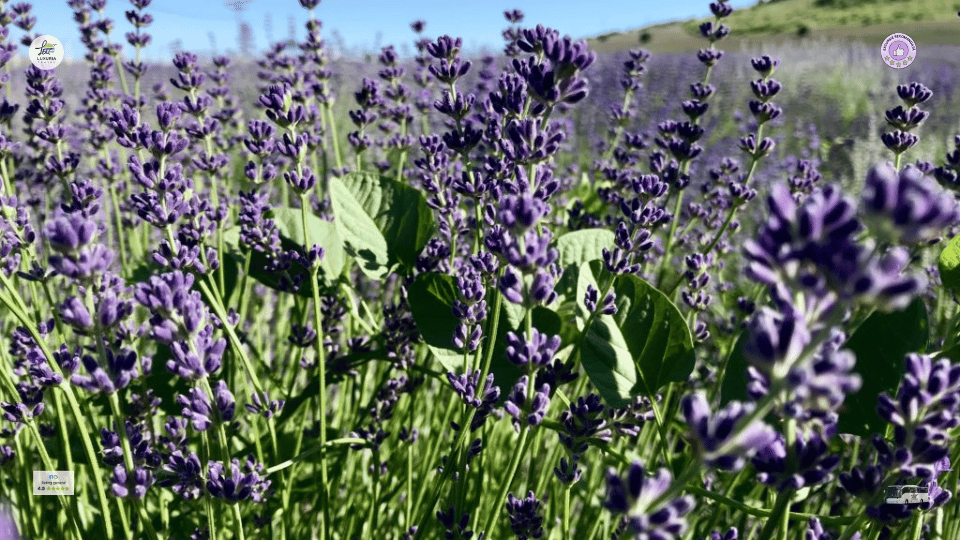 Excursie 1 zi Gradina de Lavanda - Lacul Paltinu - foto 2