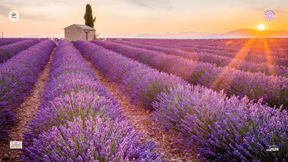 Excursie 1 zi Gradina de Lavanda - Lacul Paltinu