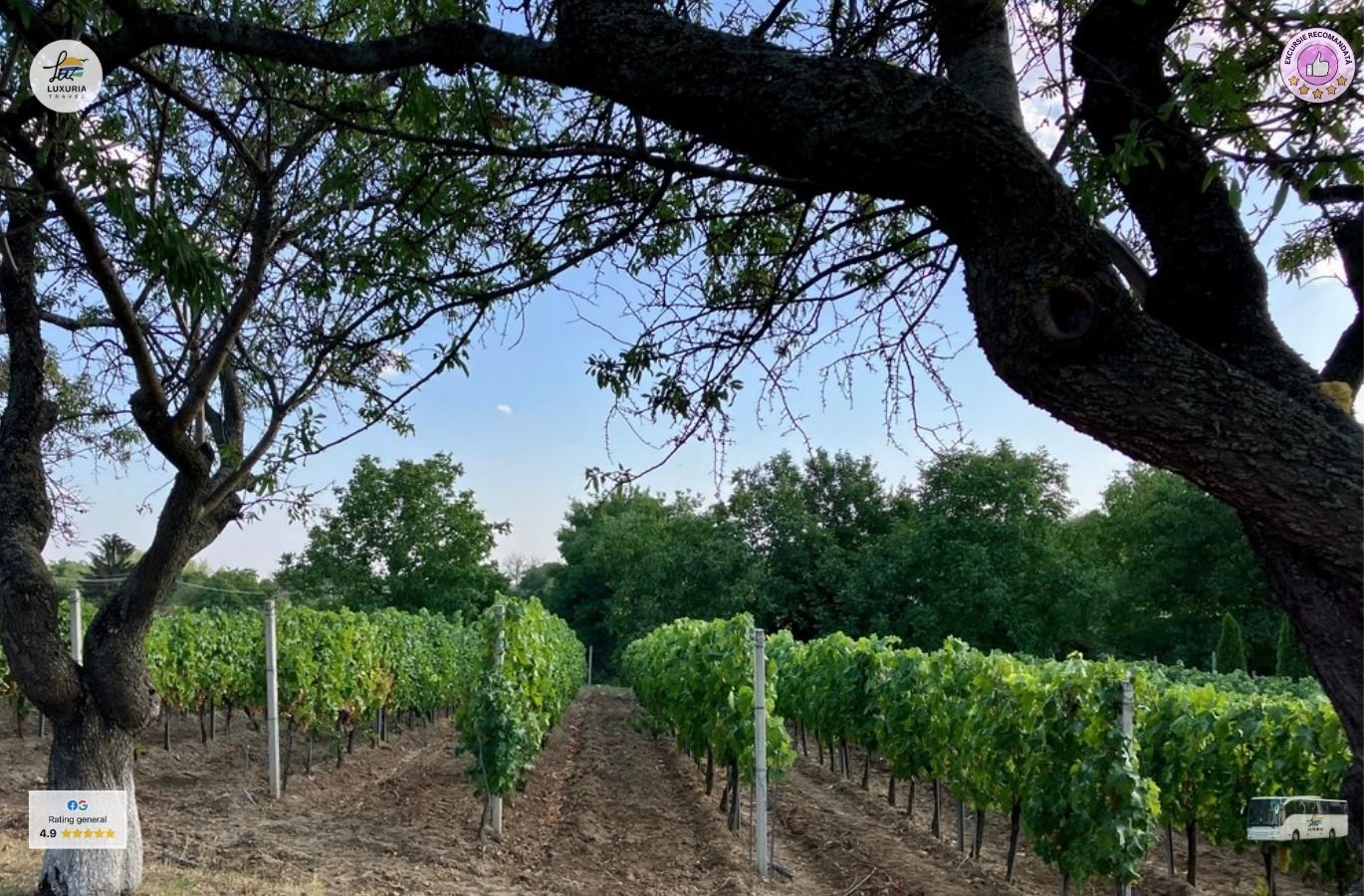 Excursie de 1 zi in podgoria Dealu Mare – vin, istorie si relaxare - foto 5